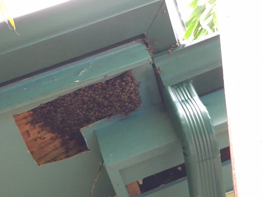 Bee Removal Services